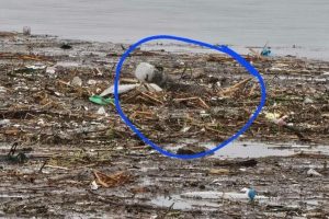 A Creature Spotted with a Bucket on Its Head, Mistaken for a “Dog,” Reveals Its True Identity